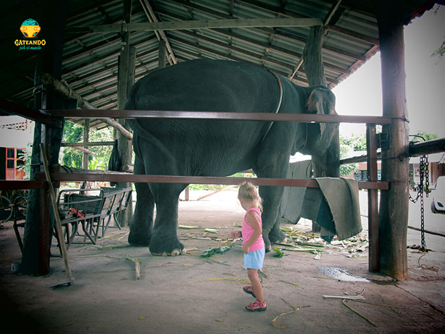 elefantes en tailandia
