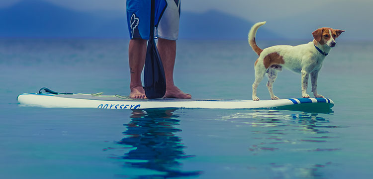 zanook wake park
