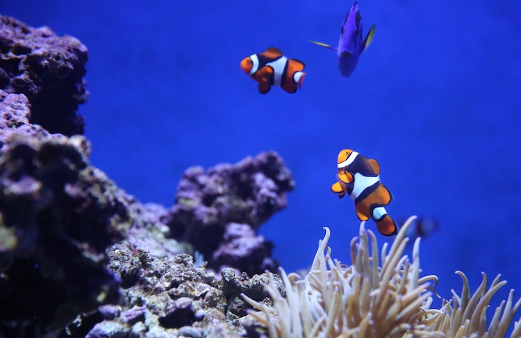tour de las cuatro islas en krabi