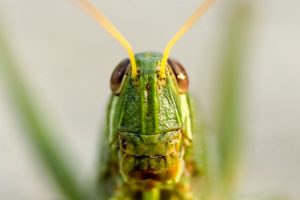 Mariposario e Insectario en Bangkok