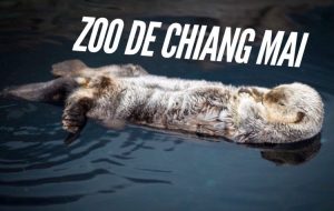 zoo de chiang mai