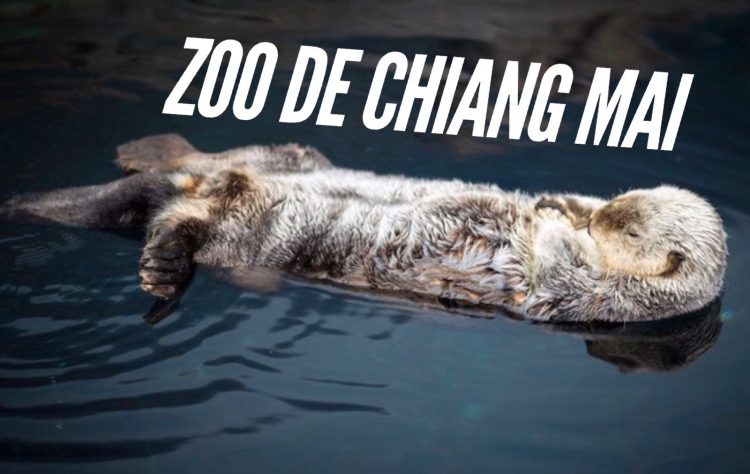 zoo de chiang mai
